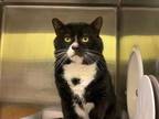 Adopt MICKY a Domestic Short Hair