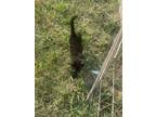Adopt Dan a All Black Domestic Shorthair (medium coat) cat in Lexington
