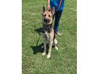 Adopt Gin a Tan/Yellow/Fawn German Shepherd Dog / Mixed dog in Cleburne