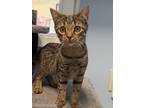 Adopt Sefa a Brown or Chocolate Domestic Shorthair / Domestic Shorthair / Mixed