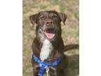 Adopt Billy a Brown/Chocolate - with White Labrador Retriever / Mixed dog in