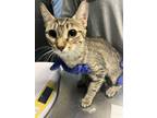 Adopt Fox a Gray or Blue Domestic Shorthair / Domestic Shorthair / Mixed cat in