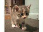 Adopt Kitten #³ a Calico or Dilute Calico Calico / Mixed (short coat) cat in