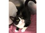 Adopt Domino a All Black Domestic Shorthair / Domestic Shorthair / Mixed cat in