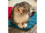 Adopt Xena a White Domestic Shorthair / Domestic Shorthair / Mixed cat in