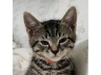 Adopt Atticus a Brown Tabby Domestic Shorthair (short coat) cat in Bedford