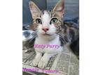 Adopt Katy Purry a Brown or Chocolate Domestic Shorthair / Domestic Shorthair /