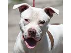 Adopt Roxy a White - with Brown or Chocolate American Pit Bull Terrier / Mixed