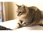 Adopt Jelly Bean a Brown Tabby Domestic Shorthair (short coat) cat in Loveland
