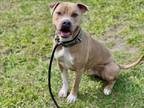 Adopt DONNIE a American Staffordshire Terrier