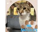 Adopt MR SNUGGLES a Domestic Short Hair