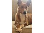 Adopt Sid a Tan/Yellow/Fawn Shiba Inu / Mixed dog in Lexington, KY (38378000)