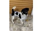 Adopt Drew a Gray/Silver/Salt & Pepper - with White Pointer / Great Pyrenees /