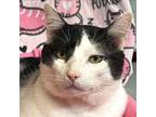 Adopt Cowboy a Domestic Short Hair