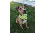Adopt Baloo a Red/Golden/Orange/Chestnut Mixed Breed (Large) / Mixed dog in