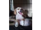 Adopt Jack a Tan/Yellow/Fawn - with White Spaniel (Unknown Type) / Mixed dog in