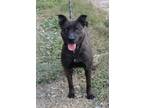 Adopt Maybell a Brindle Shepherd (Unknown Type) / Basenji / Mixed dog in