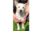 Adopt Loretta a White Shiba Inu / Mixed dog in Robinson, IL (38378249)