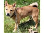 Adopt Wendy a Red/Golden/Orange/Chestnut Shiba Inu / Mixed dog in Robinson