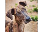 Adopt Mellie a Merle Great Dane / Mixed dog in Tehachapi, CA (38371071)