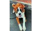 Adopt Tuck a Tricolor (Tan/Brown & Black & White) St. Bernard / Mixed dog in