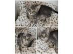 Adopt Koko a Gray, Blue or Silver Tabby Domestic Shorthair (short coat) cat in