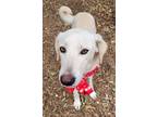 Adopt Lola a Tan/Yellow/Fawn Golden Retriever / Anatolian Shepherd / Mixed dog