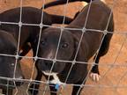 Adopt Socks a Black - with White Labrador Retriever / Mixed dog in Mexia