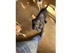 Adopt Jack a Black Labrador Retriever / Mixed dog in Mexia, TX (33458903)