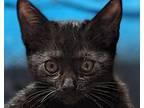 Adopt Onyx a Bombay