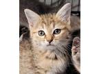 Adopt Ace a Brown or Chocolate Domestic Shorthair / Domestic Shorthair / Mixed