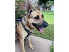 Adopt Johnny Rocco a Tricolor (Tan/Brown & Black & White) German Shepherd Dog /