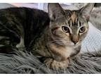 Adopt Ancho a Brown Tabby Domestic Shorthair (short coat) cat in Smyrna