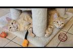 Adopt Habanero a Orange or Red Tabby Domestic Shorthair (short coat) cat in