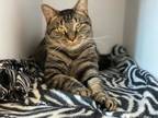 Adopt Mitzie a Brown or Chocolate Domestic Shorthair / Domestic Shorthair /