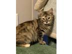 Adopt Nova a Calico or Dilute Calico Colorpoint Shorthair (medium coat) cat in