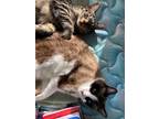Adopt Max a Brown Tabby Domestic Shorthair (short coat) cat in Glendale
