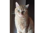 Adopt Deja a Orange or Red Domestic Shorthair / Domestic Shorthair / Mixed cat