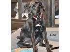 Adopt LUNA a Black - with White Labrador Retriever / Retriever (Unknown Type) /