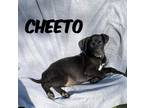 Adopt Cheeto a Black - with White Husky / Mixed Breed (Medium) / Mixed dog in