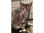 Adopt Vanity a Tan or Fawn Tabby Domestic Shorthair (short coat) cat in