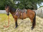 Sold* Aqha Gelding - Ranch, Trails, & More