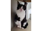 Adopt Memphiss a Black & White or Tuxedo Domestic Shorthair (short coat) cat in