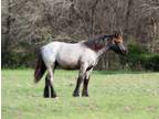 Gorgeous 2023 Blue Roan Gypsy Cross Filly!