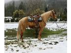 GOLDEN FLY BOY RLF â 2018 MFTHBA Palomino Gelding x Mo Jazz Red Pride LJ x