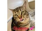 Adopt Skeletor a Brown Tabby Domestic Shorthair (short coat) cat in Garden City