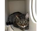 Adopt Loki 6 a Domestic Short Hair