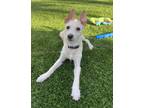 Adopt Gable a White Terrier (Unknown Type, Small) / Mixed dog in Fallbrook