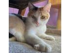 Adopt Ramsay a Calico or Dilute Calico Domestic Shorthair (short coat) cat in