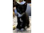 Adopt Keegan a Black & White or Tuxedo Domestic Shorthair (short coat) cat in